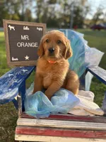Mr. Orange, a male Golden Retriever for sale in Inverness, FL – Photo 6 of 6