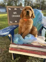 Mr. Orange, a male Golden Retriever for sale in Inverness, FL – Photo 2 of 6