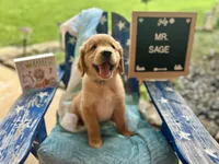 Mr. Sage, a male Golden Retriever for sale in Inverness, FL – Photo 4 of 4