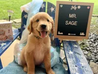 Mr. Sage, a male Golden Retriever for sale in Inverness, FL – Photo 3 of 4