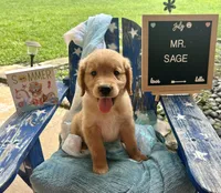 Mr. Sage, a male Golden Retriever for sale in Inverness, FL – Photo 2 of 4