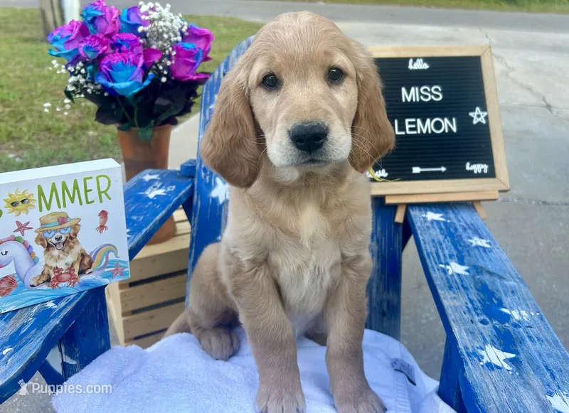 Miss Lemon – Golden Retriever puppy for sale in Inverness, FL