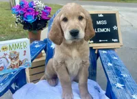 Miss Lemon, a female Golden Retriever for sale in Inverness, FL – 1 of 4