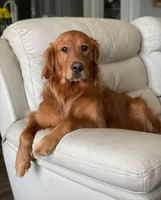 Miss Brown, a female Golden Retriever for sale in Inverness, FL – Photo 6 of 6