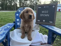 Miss Brown, a female Golden Retriever for sale in Inverness, FL – Photo 3 of 6