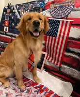 Miss Brown, a female Golden Retriever for sale in Inverness, FL – Photo 5 of 6