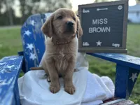 Miss Brown, a female Golden Retriever for sale in Inverness, FL – Photo 4 of 6