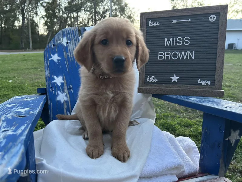 Miss Brown, a female Golden Retriever for sale in Inverness, FL – Photo 1 of 6