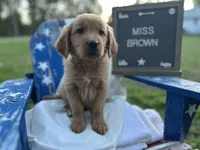 Miss Brown, a female Golden Retriever for sale in Inverness, FL – Photo 2 of 6