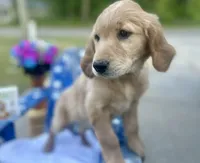 Miss Lemon, a female Golden Retriever for sale in Inverness, FL – 3 of 4
