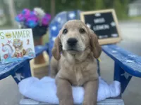Miss Lemon, a female Golden Retriever for sale in Inverness, FL – 4 of 4