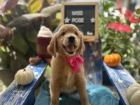 Miss Rose, a female Golden Retriever for sale in Inverness, FL – 2 of 3