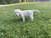 River, a male Golden Retriever for sale in Inverness, FL – Photo 5 of 6