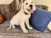 River, a male Golden Retriever for sale in Inverness, FL – Photo 1 of 6