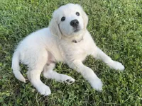 River, a male Golden Retriever for sale in Inverness, FL – Photo 4 of 6