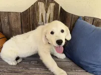 River, a male Golden Retriever for sale in Inverness, FL – Photo 2 of 6