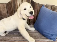 River, a male Golden Retriever for sale in Inverness, FL – Photo 3 of 6