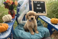 Mr. Blue, a male Golden Retriever for sale in Inverness, FL – Photo 3 of 3