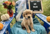 Mr. Blue, a male Golden Retriever for sale in Inverness, FL – Photo 1 of 3