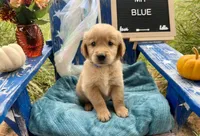 Mr. Blue, a male Golden Retriever for sale in Inverness, FL – Photo 2 of 3