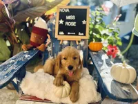 Miss Rose, a female Golden Retriever for sale in Inverness, FL – 4 of 5