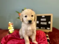Miss Rose, a female Golden Retriever for sale in Inverness, FL – 2 of 2