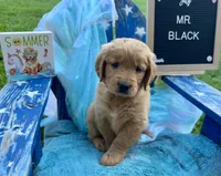 Mr. Black, a male Golden Retriever for sale in Inverness, FL – Photo 1 of 4