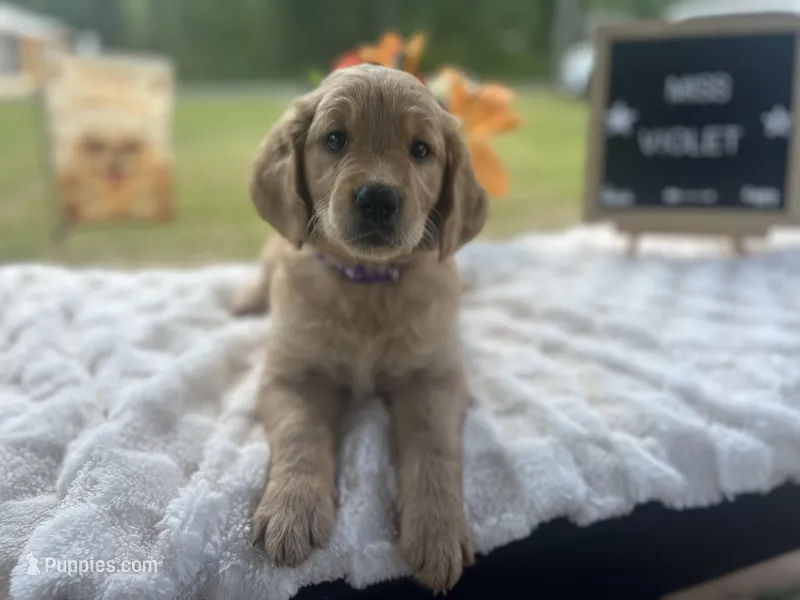 Miss Violet – Golden Retriever puppy for sale in Inverness, FL