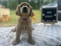 Miss Violet, a female Golden Retriever for sale in Inverness, FL – Photo 2 of 3