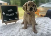 Miss Violet, a female Golden Retriever for sale in Inverness, FL – Photo 3 of 3