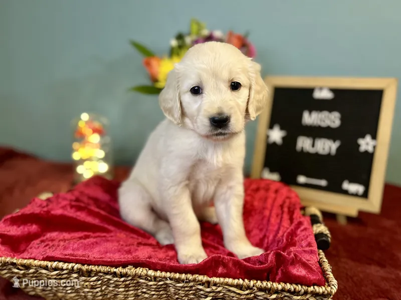 Miss Ruby – Golden Retriever puppy for sale in Inverness, FL