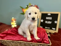 Miss Ruby, a female Golden Retriever for sale in Inverness, FL – 1 of 3