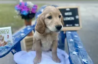 Miss Lemon, a female Golden Retriever for sale in Inverness, FL – 2 of 4