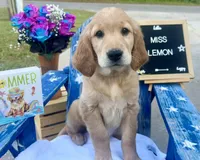 Miss Lemon, a female Golden Retriever for sale in Inverness, FL – Photo 1 of 3