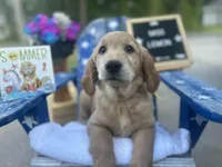 Miss Lemon, a female Golden Retriever for sale in Inverness, FL – Photo 2 of 3