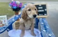Miss Lemon, a female Golden Retriever for sale in Inverness, FL – Photo 3 of 3