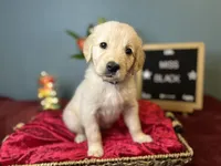 Miss Black, a female Golden Retriever for sale in Inverness, FL – 2 of 3