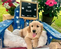 Mr. Blue, a male Golden Retriever for sale in Inverness, FL – 4 of 4
