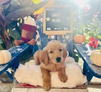 Miss Rose, a female Golden Retriever for sale in Inverness, FL – 5 of 5