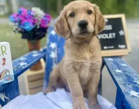 Miss Violet, a female Golden Retriever for sale in Inverness, FL – Photo 2 of 3