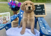 Miss Violet, a female Golden Retriever for sale in Inverness, FL – Photo 3 of 3