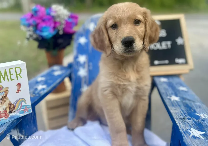 Miss Violet – Golden Retriever puppy for sale in Inverness, FL