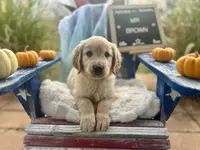 Mr. Brown, a male Golden Retriever for sale in Inverness, FL – Photo 1 of 4