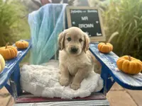 Mr. Brown, a male Golden Retriever for sale in Inverness, FL – Photo 2 of 4
