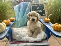 Mr. Brown, a male Golden Retriever for sale in Inverness, FL – Photo 4 of 4