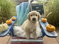 Mr. Brown, a male Golden Retriever for sale in Inverness, FL – Photo 3 of 4
