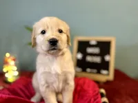 Miss Rose, a female Golden Retriever for sale in Inverness, FL – 1 of 2