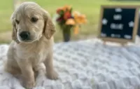 Mr. Blue, a male Golden Retriever for sale in Inverness, FL – Photo 2 of 3
