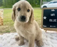 Mr. Blue, a male Golden Retriever for sale in Inverness, FL – Photo 3 of 3