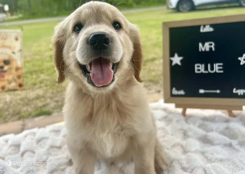 Mr. Blue – Golden Retriever puppy for sale in Inverness, FL